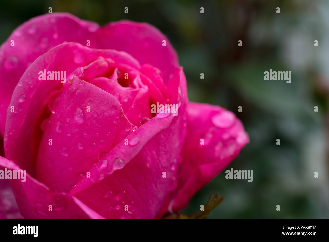Rose with drops hi-res stock photography and images - Alamy