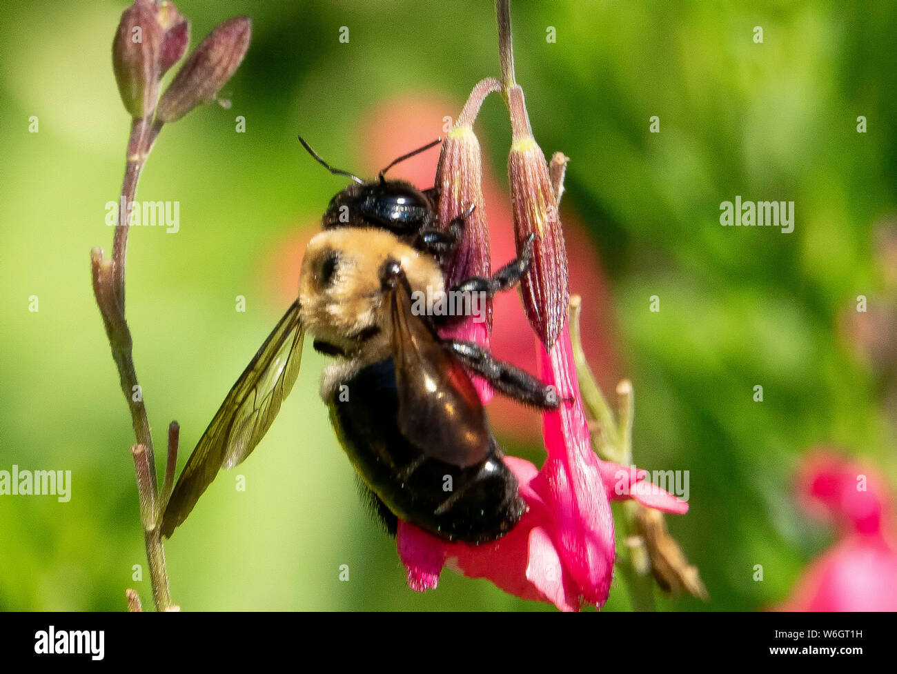 Bee buzzing around flower hi-res stock photography and images - Alamy