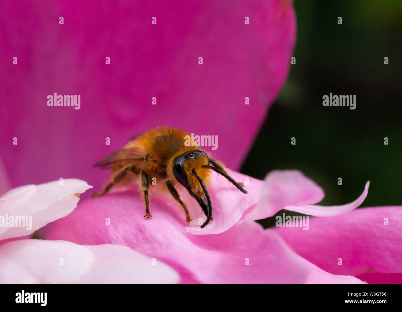Macro of bee setting on pink flower petals Stock Photo