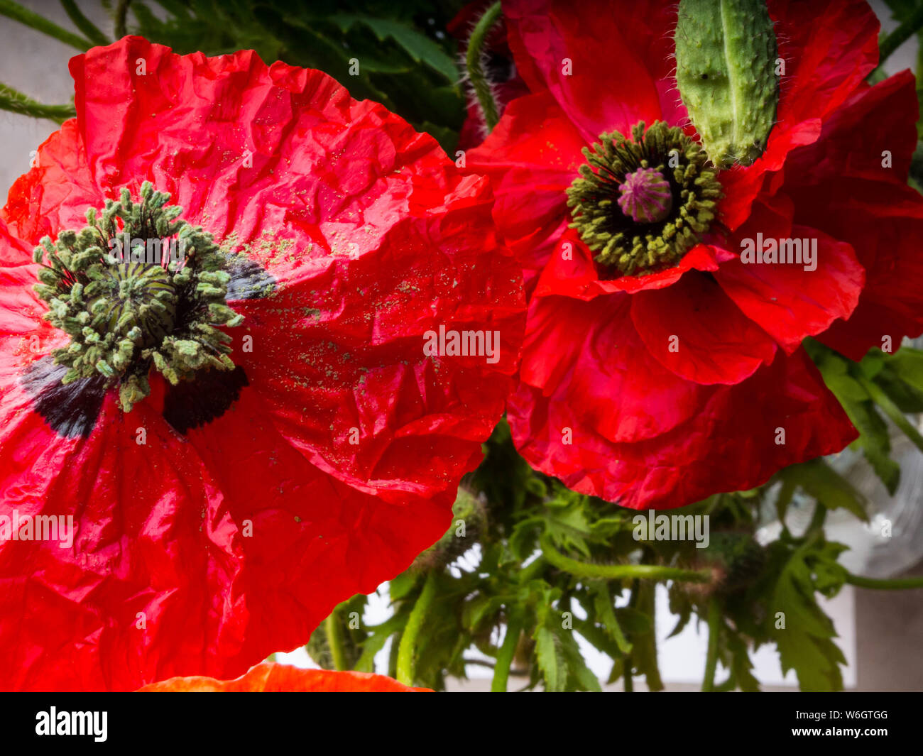 Bouquet of red poppies background. Wild flowers Stock Photo - Alamy