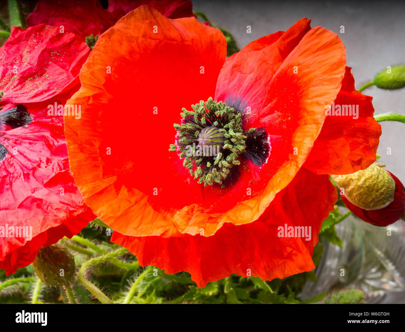 Bouquet of red poppies background. Wild flowers Stock Photo - Alamy