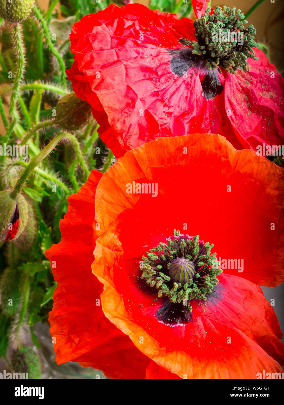 Bouquet of red poppies background. Wild flowers Stock Photo - Alamy