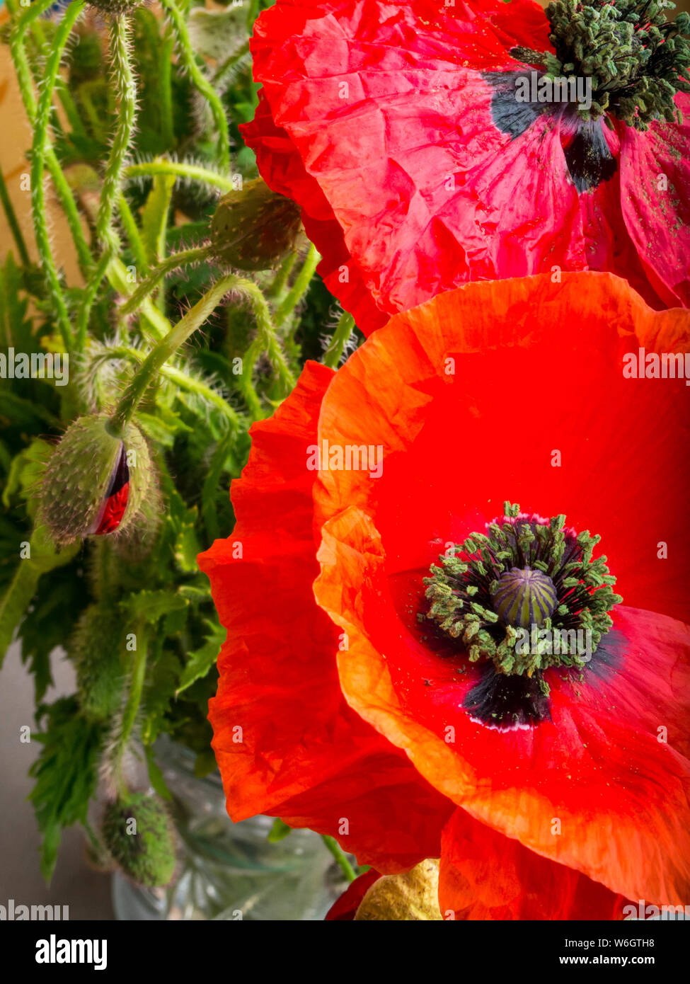 Bouquet of red poppies background. Wild flowers Stock Photo - Alamy