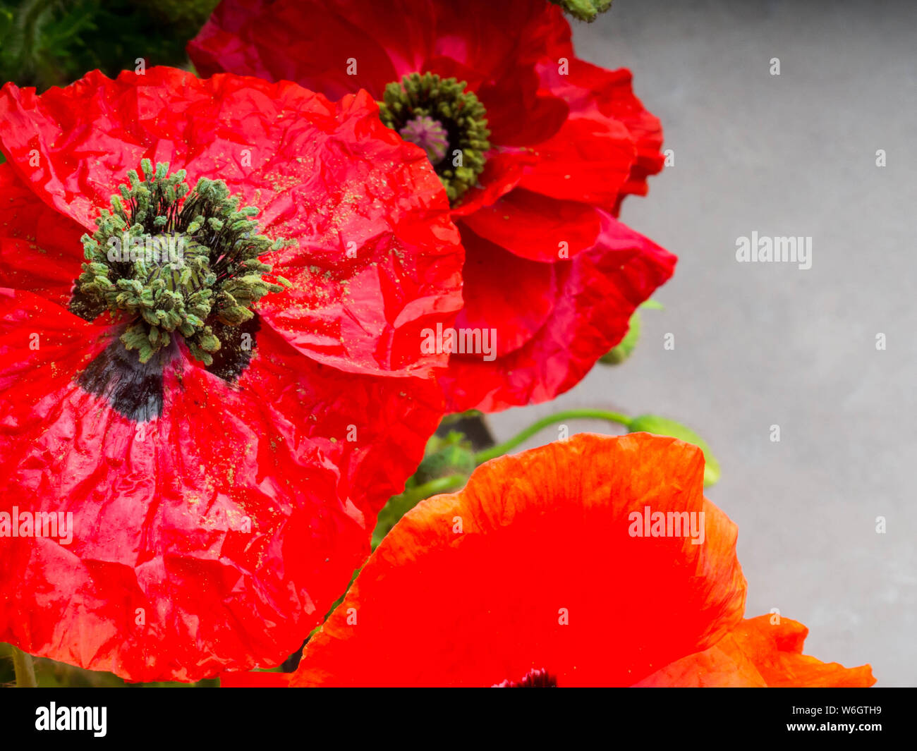 Bouquet of red poppies background. Wild flowers Stock Photo - Alamy