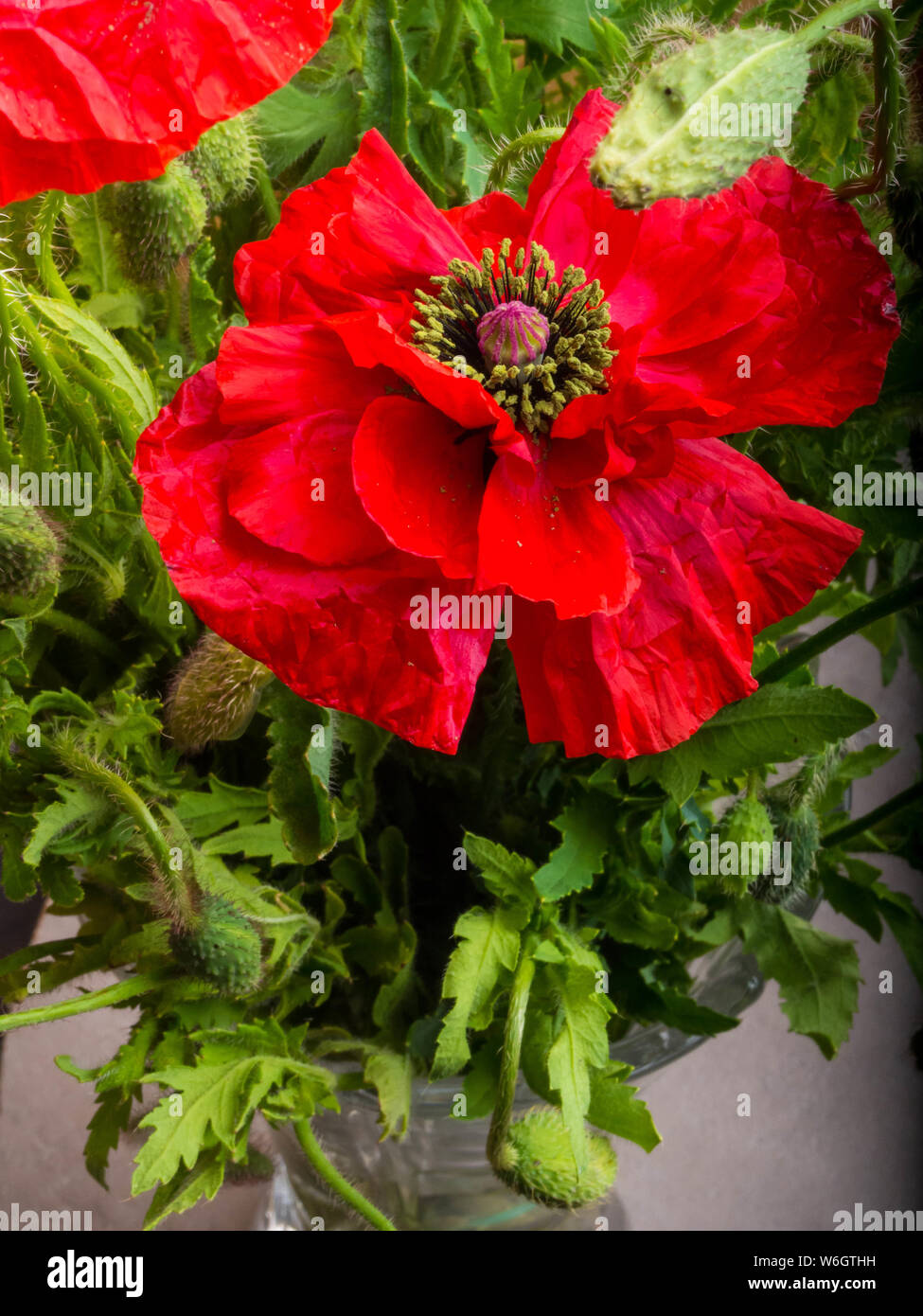 Bouquet of red poppies background. Wild flowers Stock Photo - Alamy
