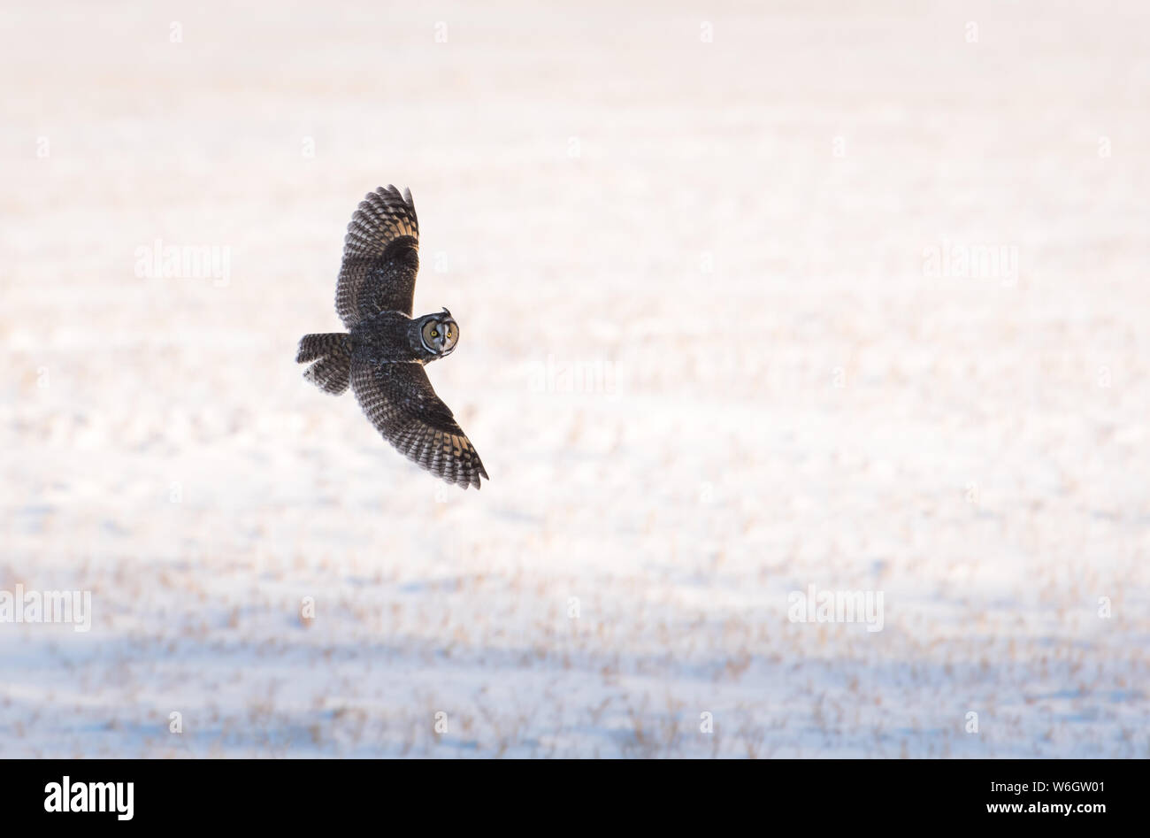 Long eared owl in rural Alberta Stock Photo Alamy