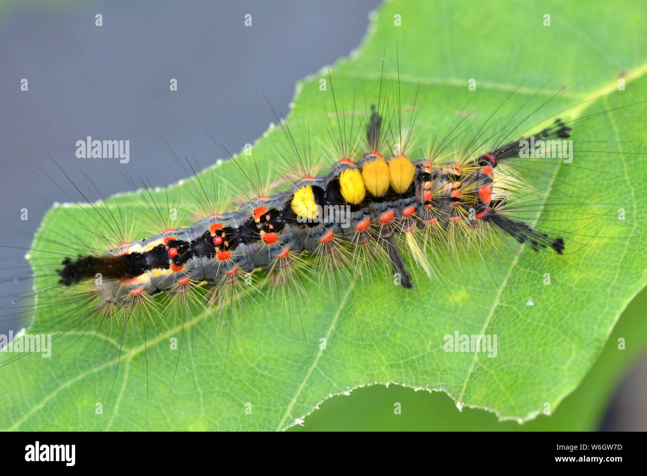 Vapourer moth caterpillar. Also known as Rusty Tussock moth. Stock Photo