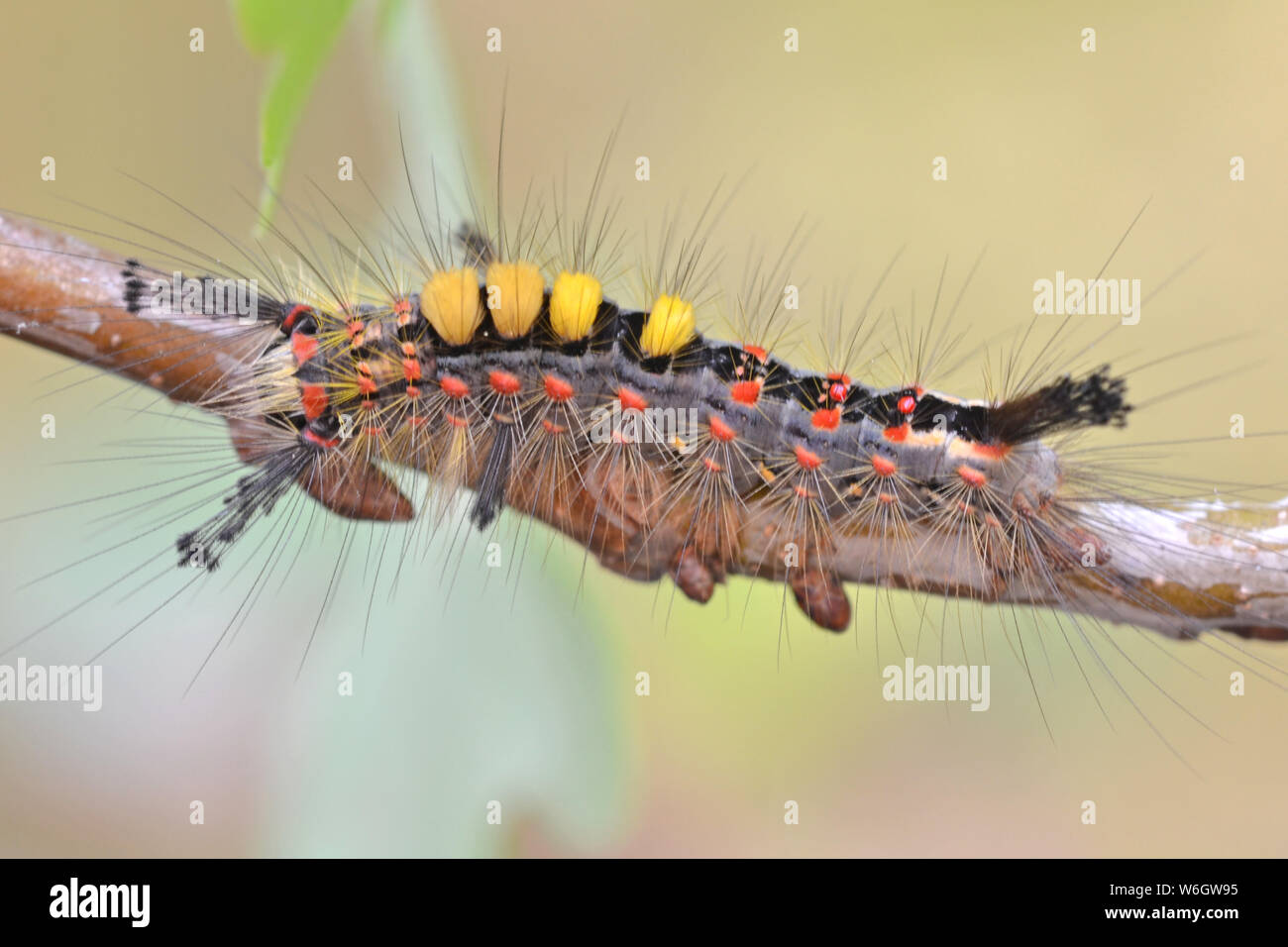 Vapourer moth caterpillar. Also known as Rusty Tussock moth. Stock Photo