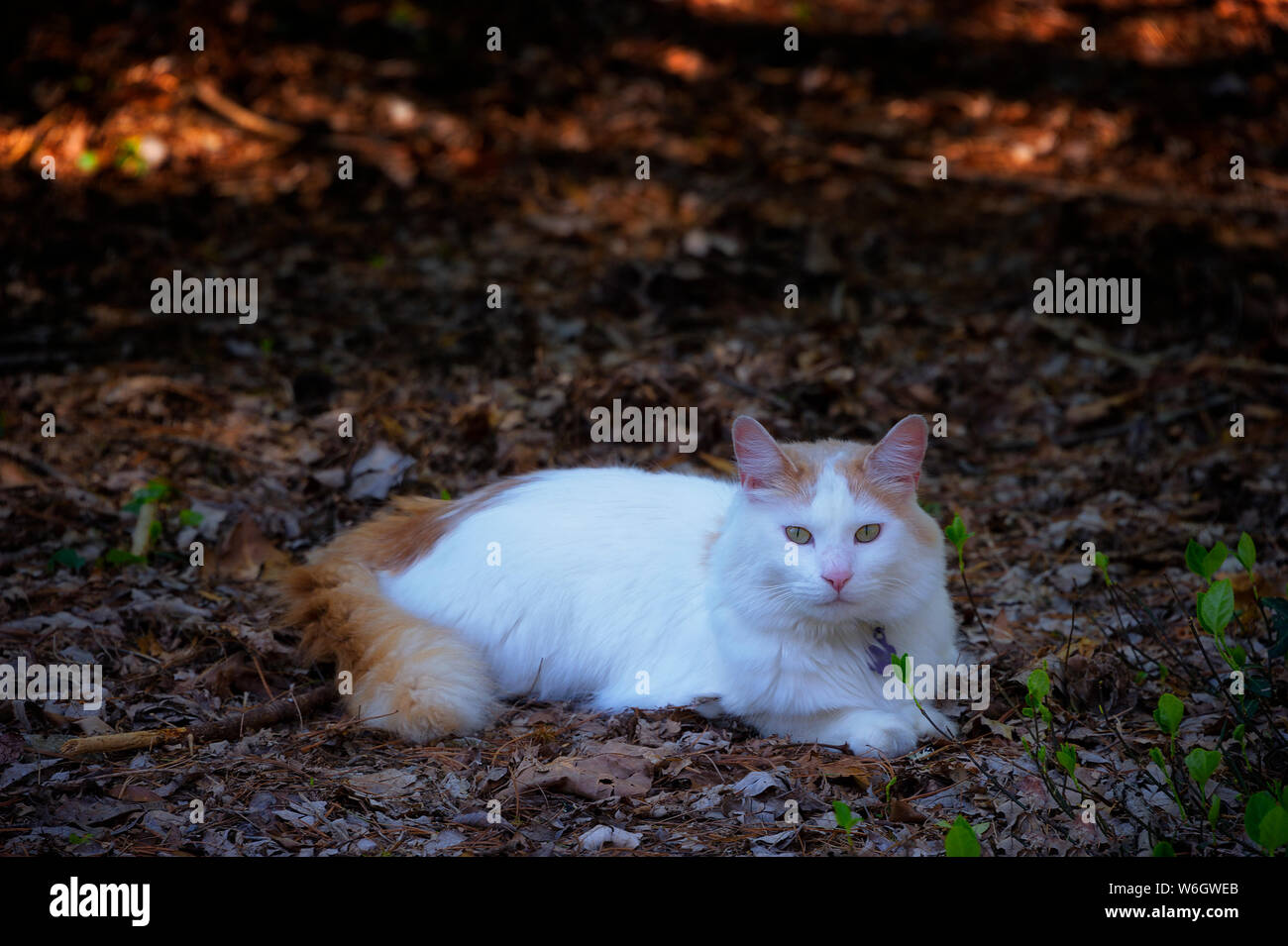 A white and orange pet cat lays in the edge of a forest. Stock Photo