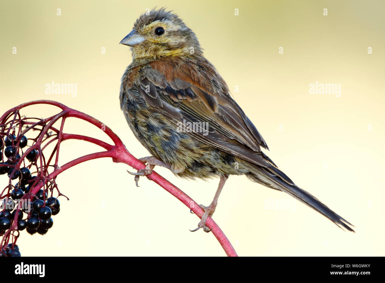 Cirl Bunting - Emberiza cirlus sitting on the branch on a uniform background. Spain Stock Photo