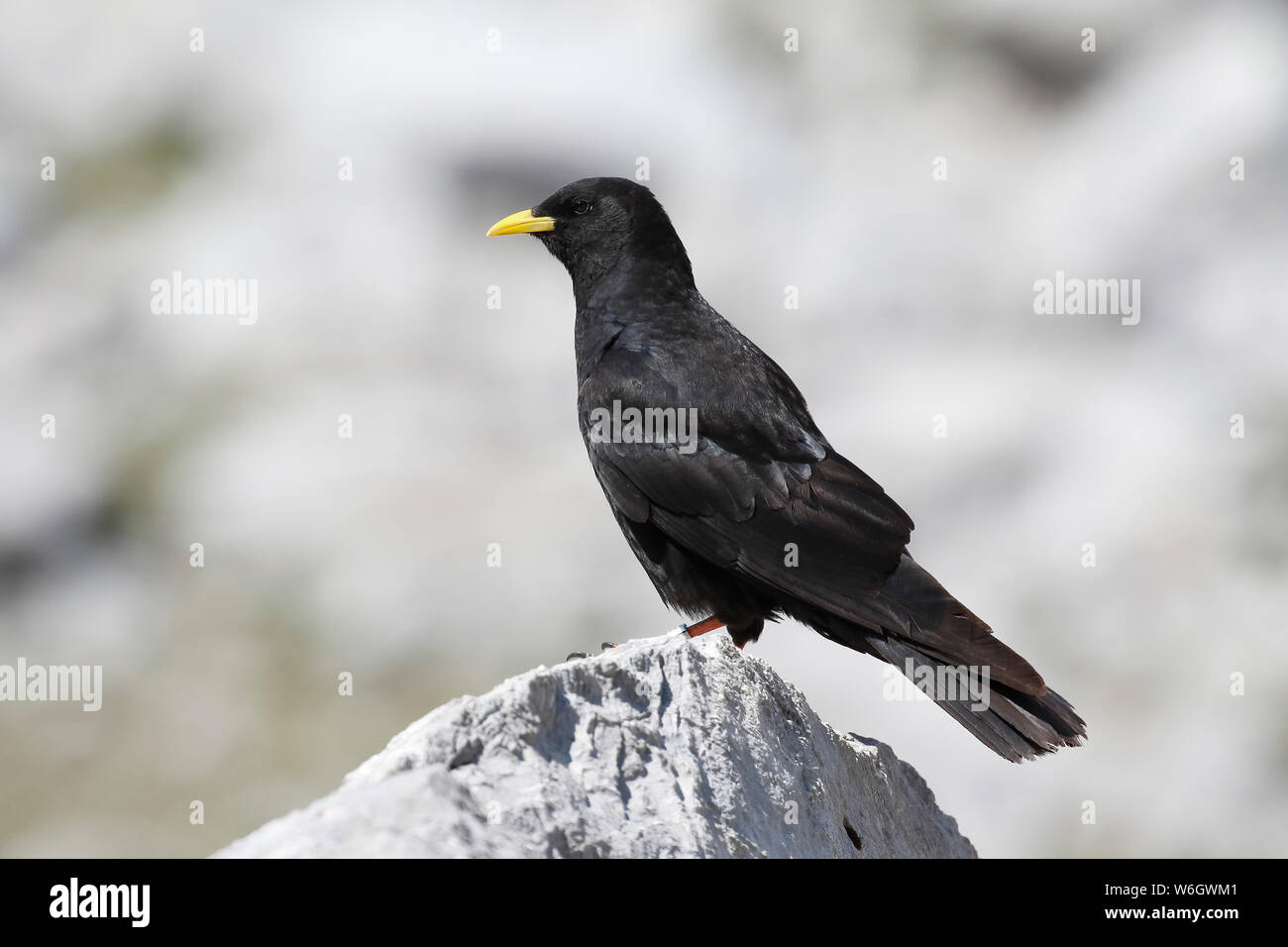 The Alpine Chough or Yellow-billed Chough (Pyrrhocorax graculus), with a backdrop of alpine landscapes. Stock Photo