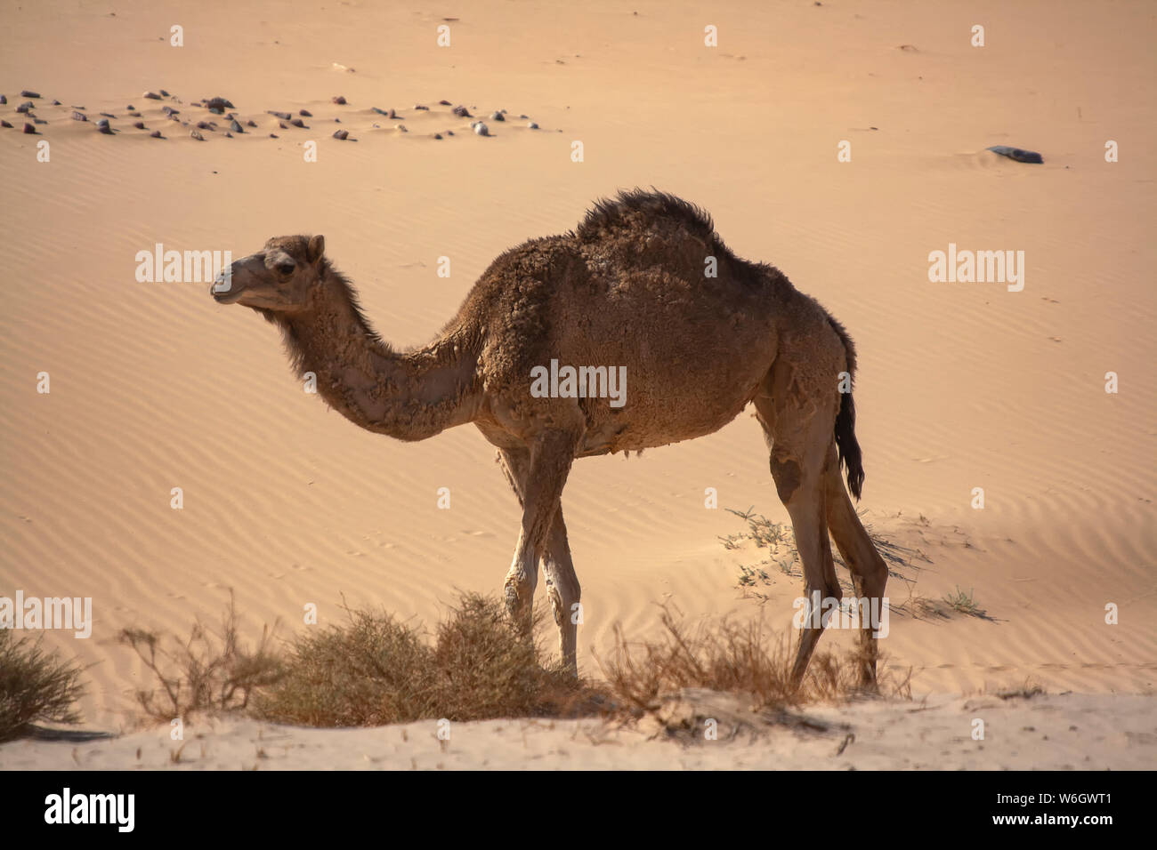 A One Hump Dromedary Camel Camelus Dromedarius In The Sinai Desert Egypt Stock Photo Alamy
