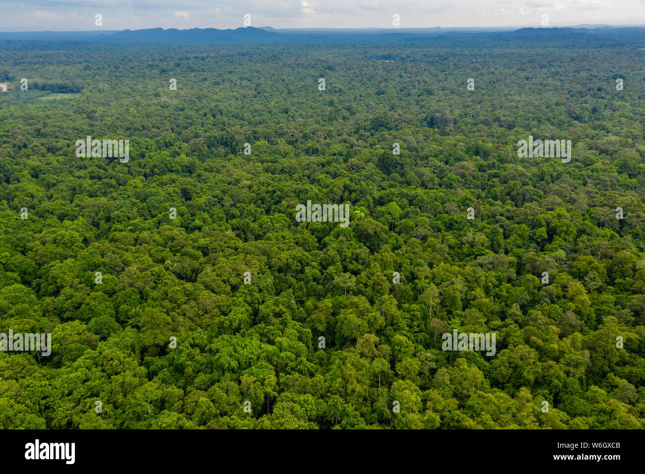 Aerial drone view of the tree canopy of dense tropical rainforest Stock Photo