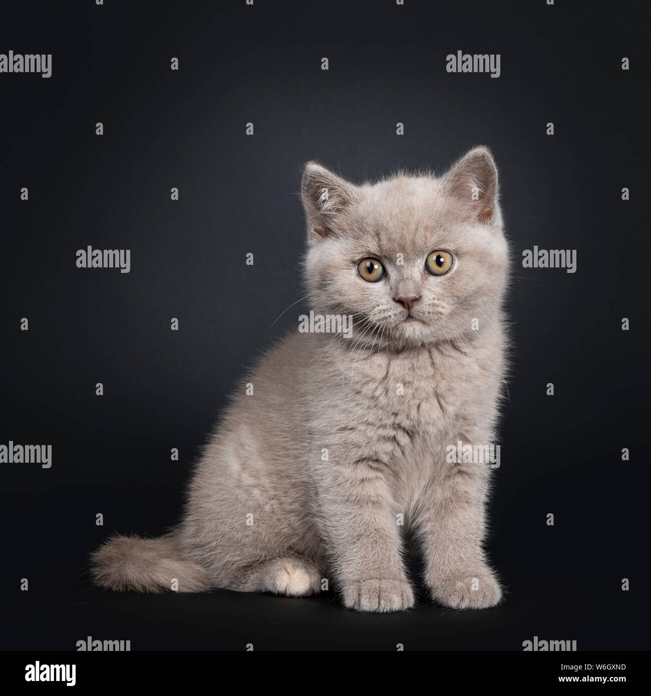Lilac British Shorthair Kitten High Resolution Stock Photography And Images Alamy