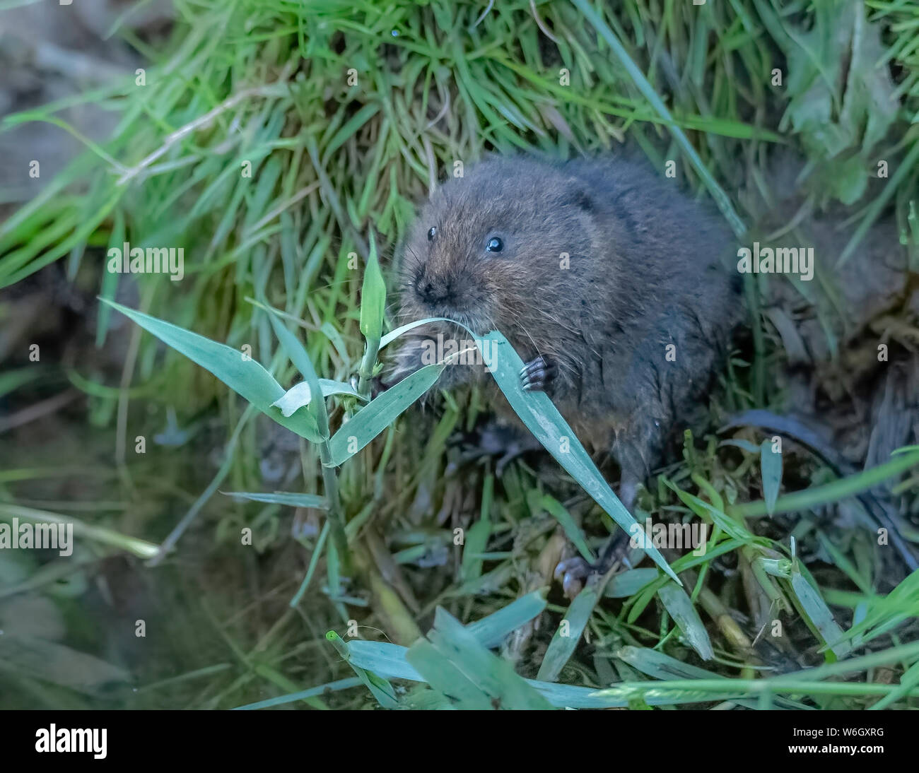 Water Vole eating reeds Stock Photo