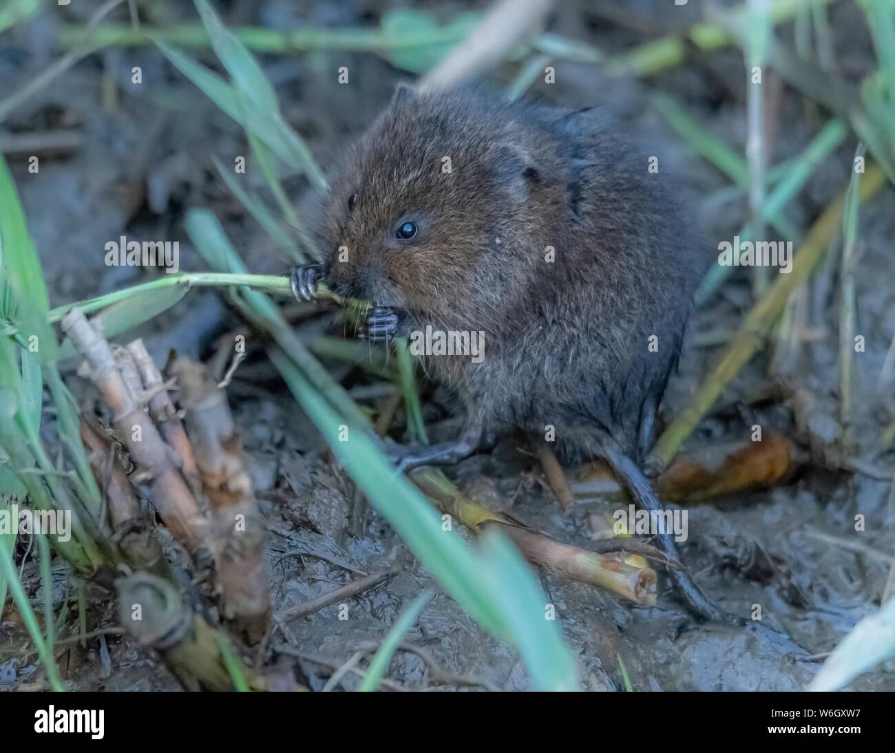 Water Vole eating reeds Stock Photo