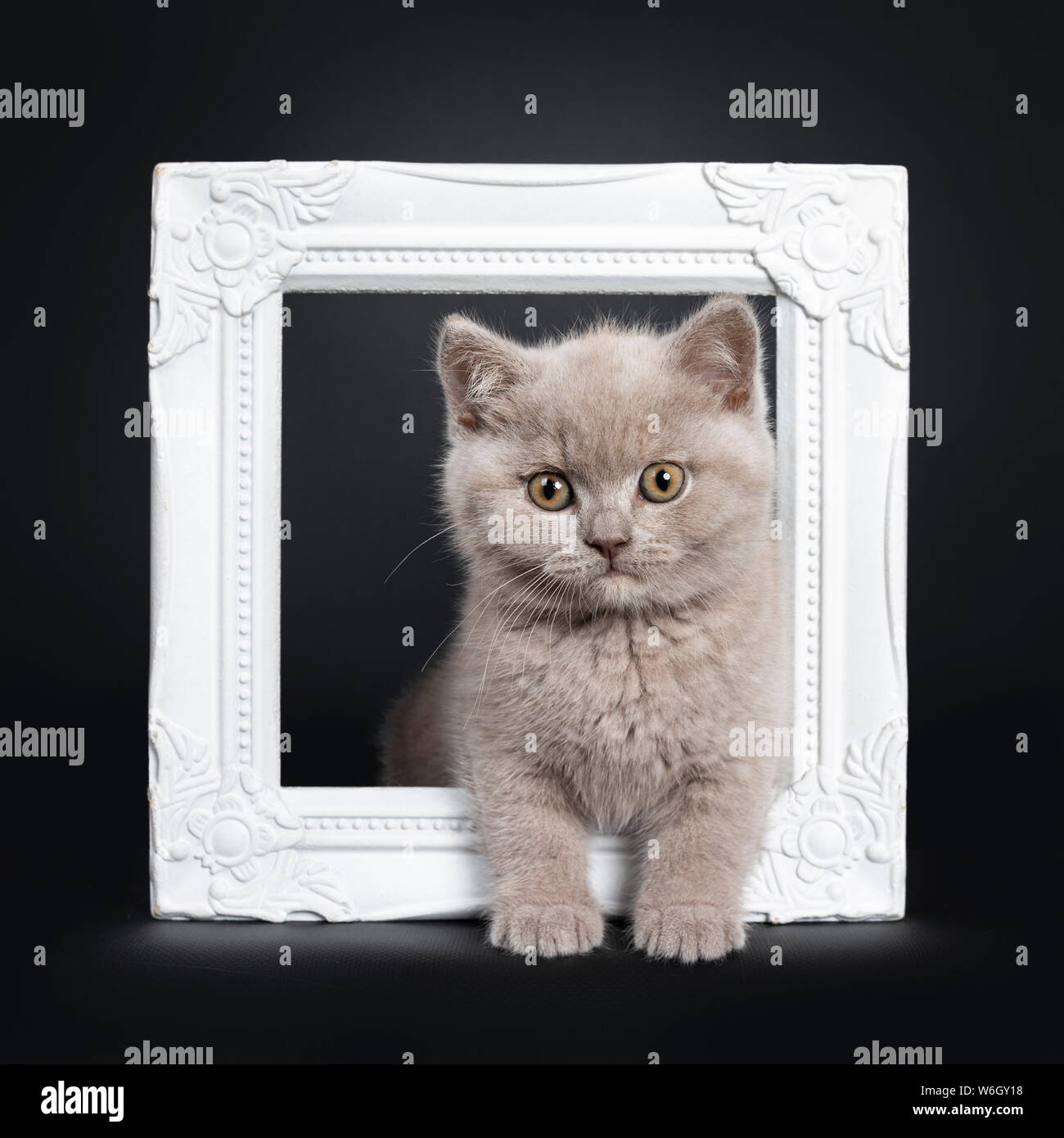 Cute Lilac British Shorthair Cat Kitten Standing Through White