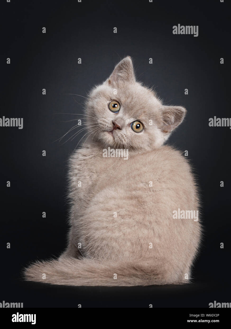 Fluffy Lilac British Shorthair Cat Kitten Sitting Backwards