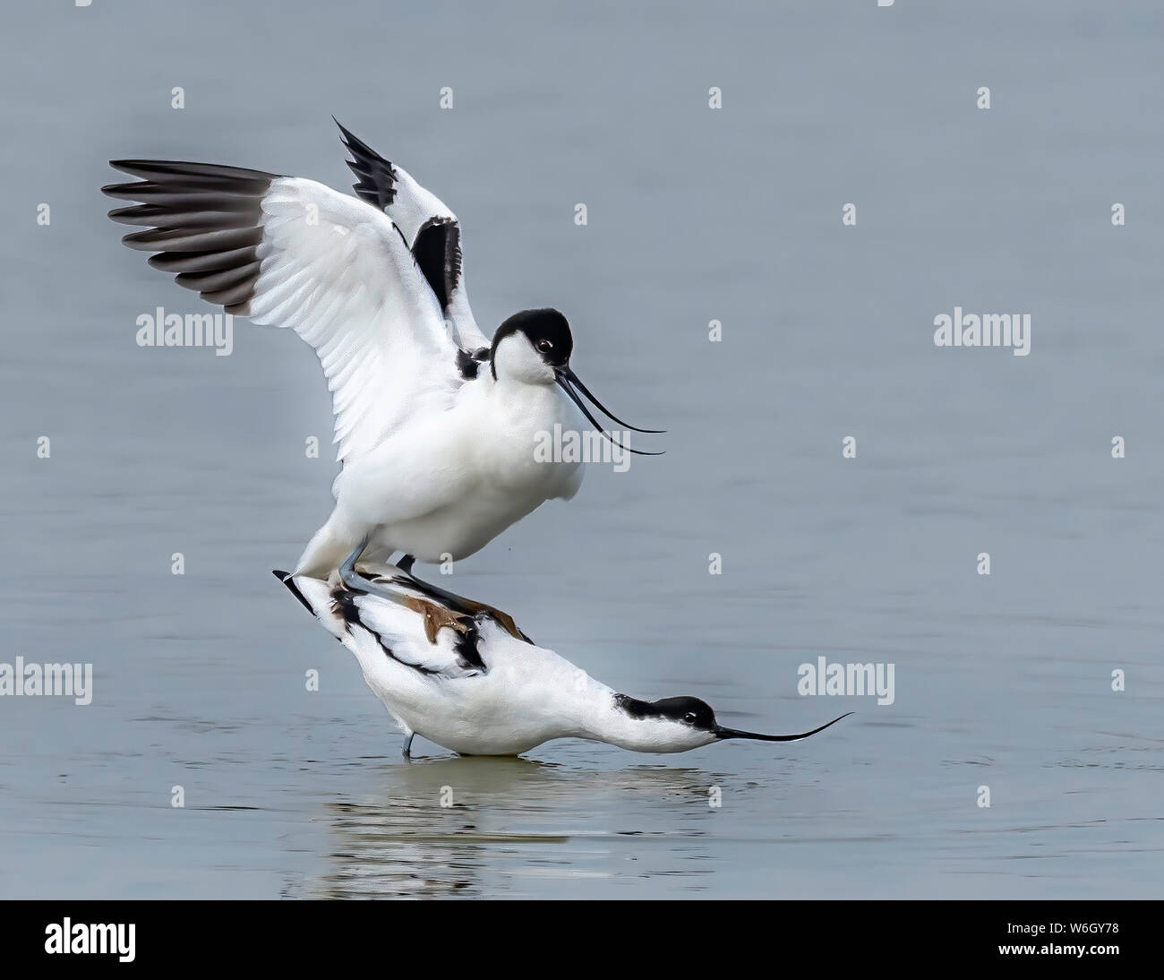 avocets mating Stock Photo