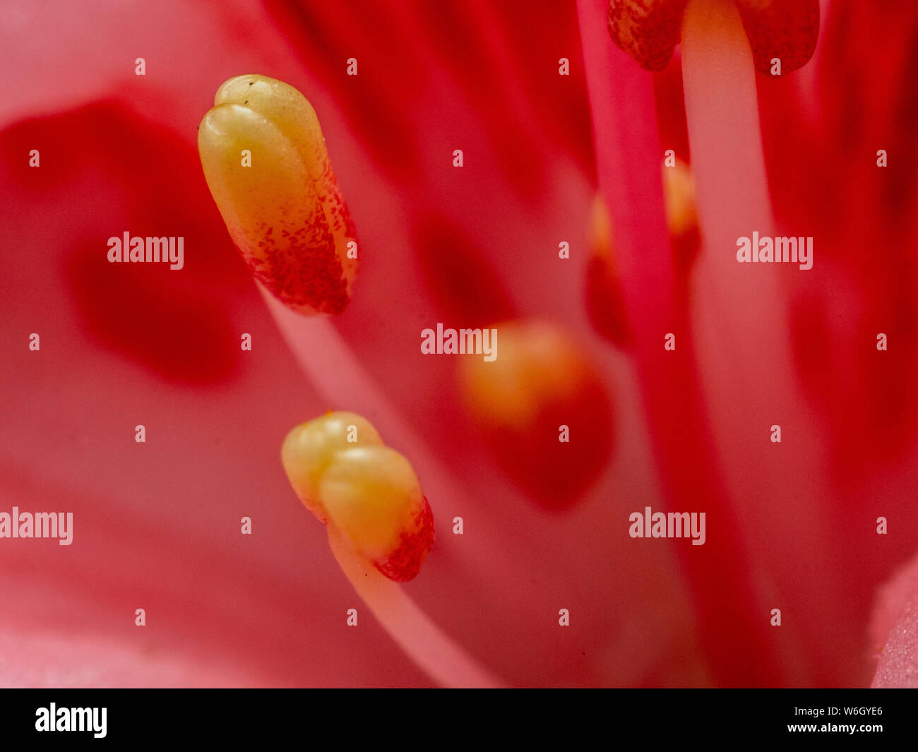 Detailed close-up of a pink flower stamen Stock Photo