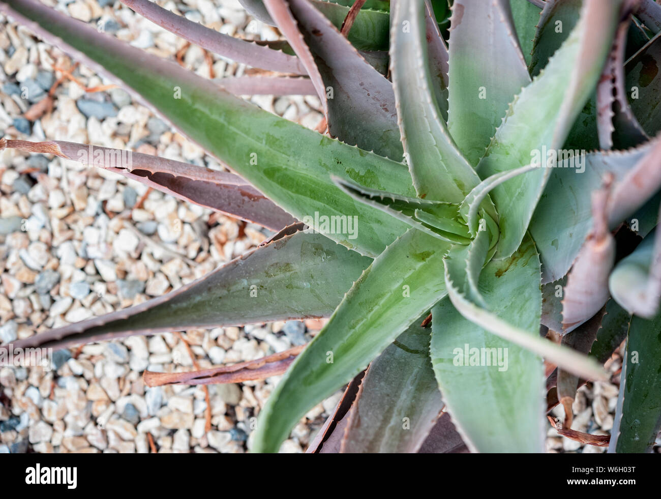 Aloe vera is a succulent plant species cultivated for agricultural, pharmaceutical and medicinal uses. Stock Photo