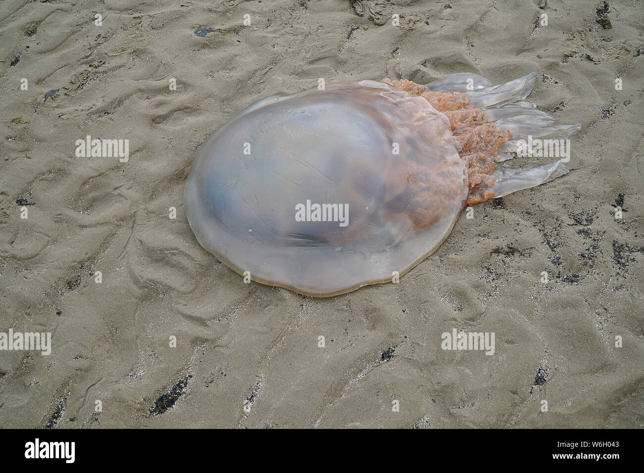 Large Barrel Jellyfish on the beach in the UK Stock Photo