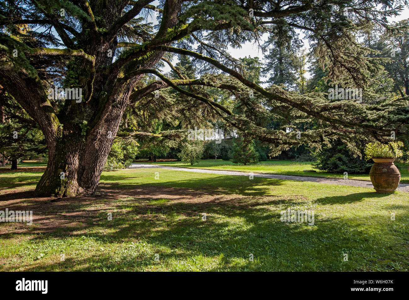 Monumental Cedrus libani tree in a park. Stock Photo
