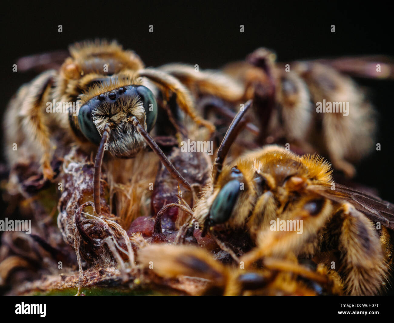 Group of wild bees sleeping together, detailed close-up photo Stock Photo