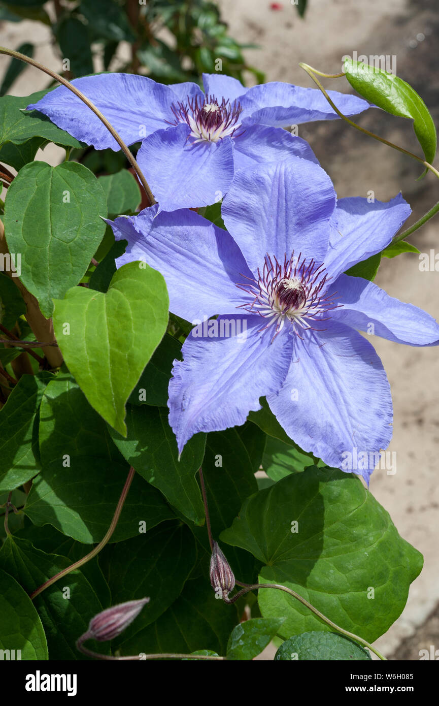 Two specimens of clematis viticella Wikiwand, with violet flowers Stock Photo