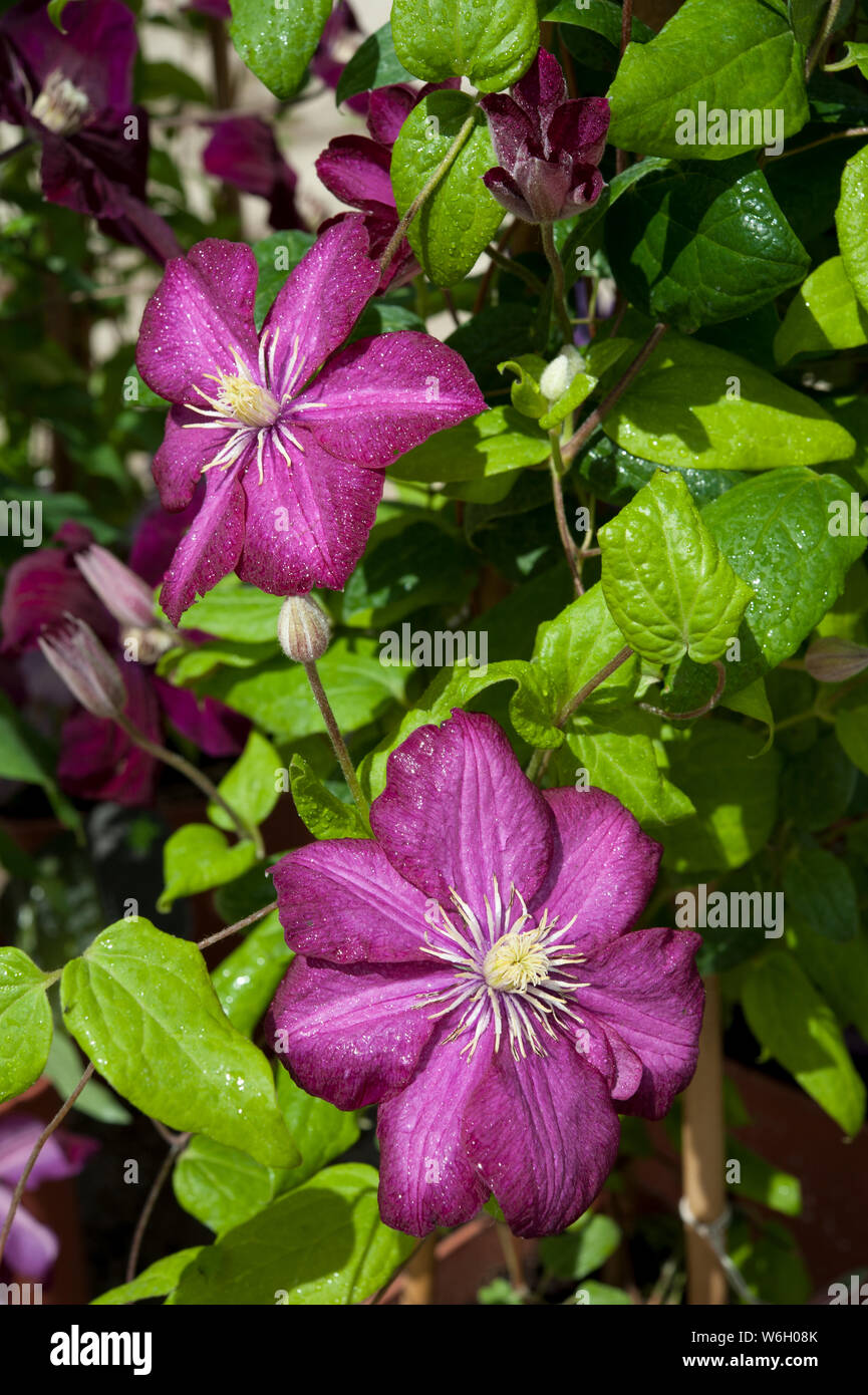 The purple flowers of the clematis viticella Royal Velours. Stock Photo