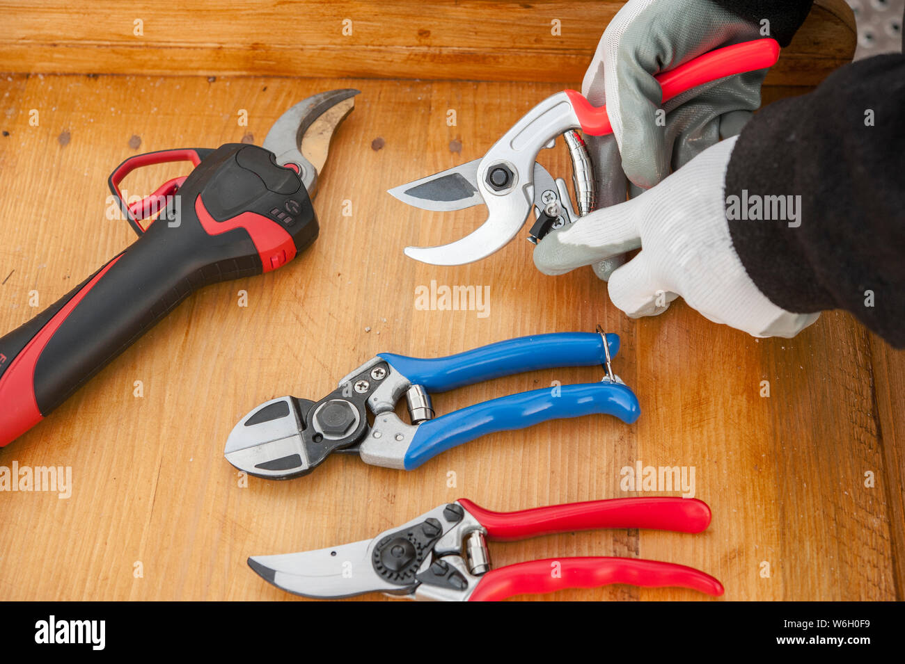 the gardener prepares the shears for pruning Stock Photo