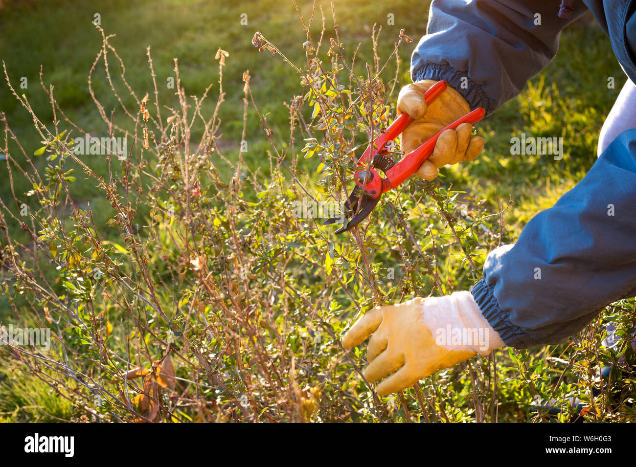 Pruning the plant in the garden. Stock Photo
