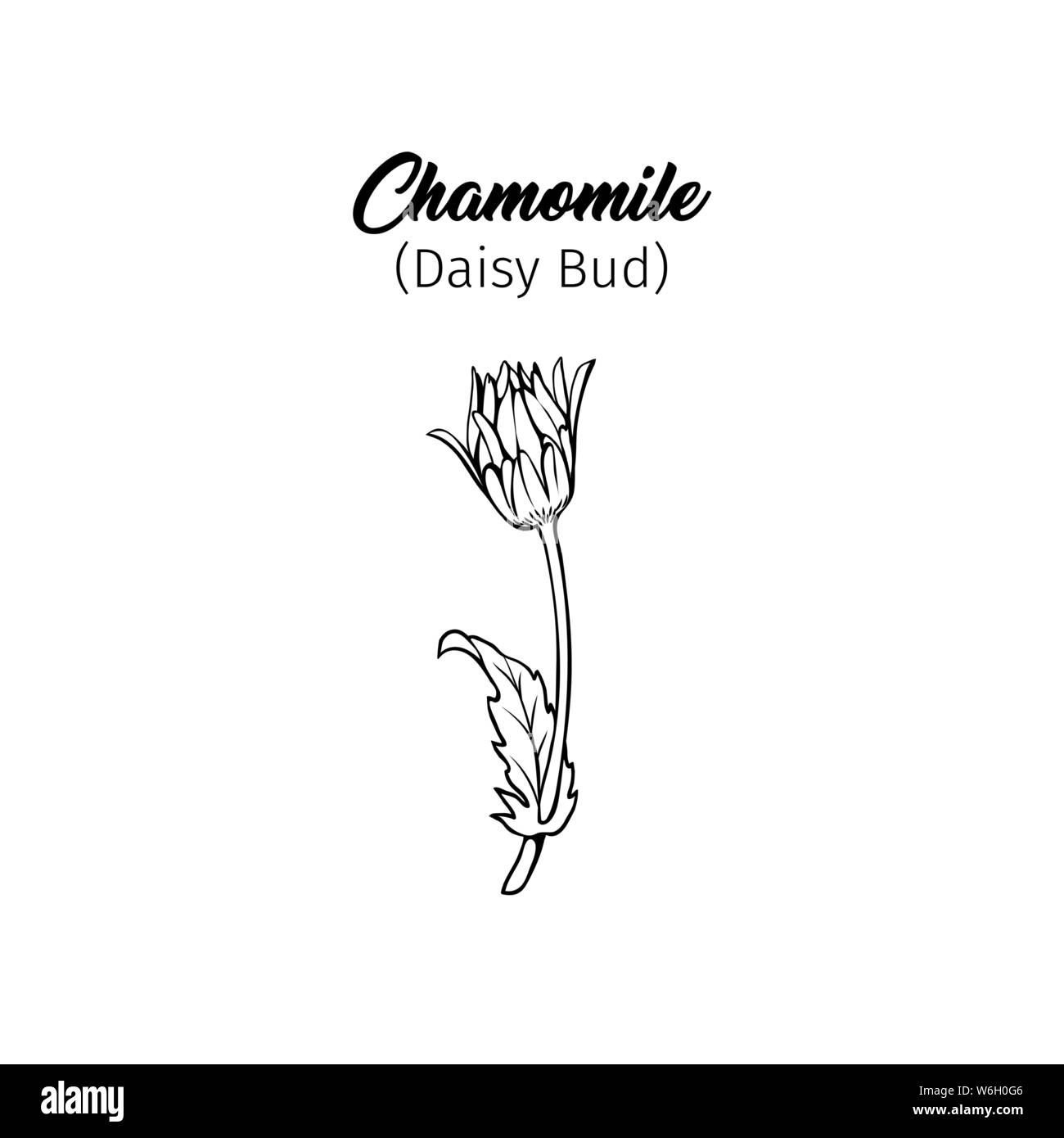 Daisy bud freehand vector illustration. Young German chamomile, Matricaria chamomilla outline with title. Honey plant, wild flower monochrome engravin Stock Vector