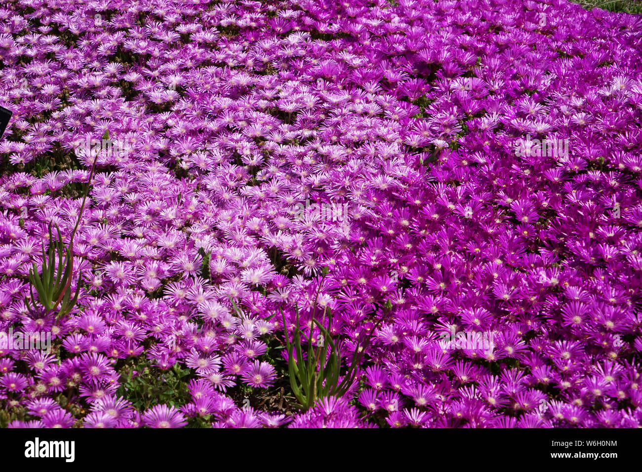 A carpet of bright fuchsia colored ice plants.  The ice plant is a perennial that is excellent as a ground cover. Stock Photo