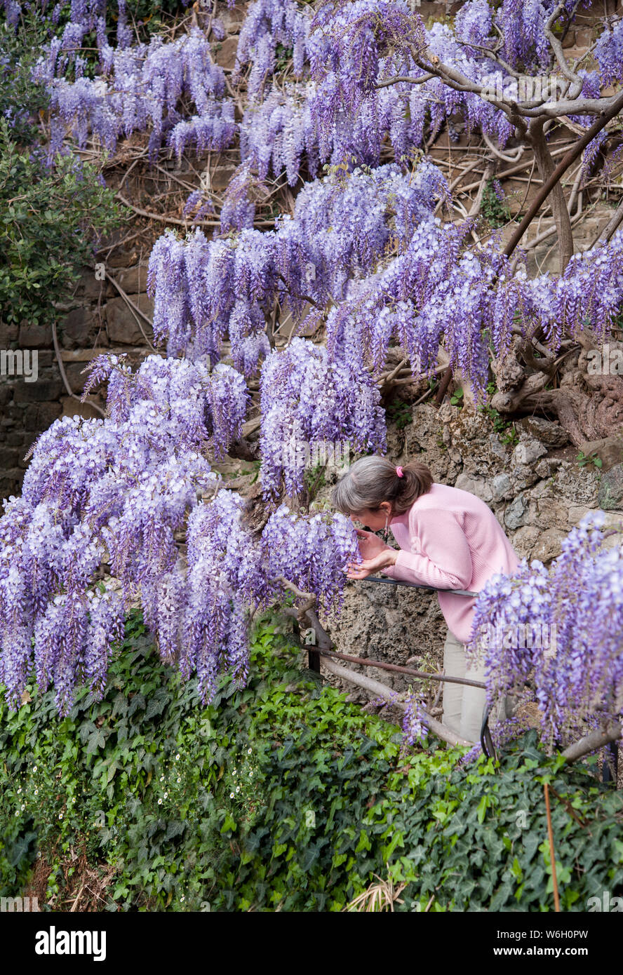 Woman smell climbing lilac flowers Stock Photo