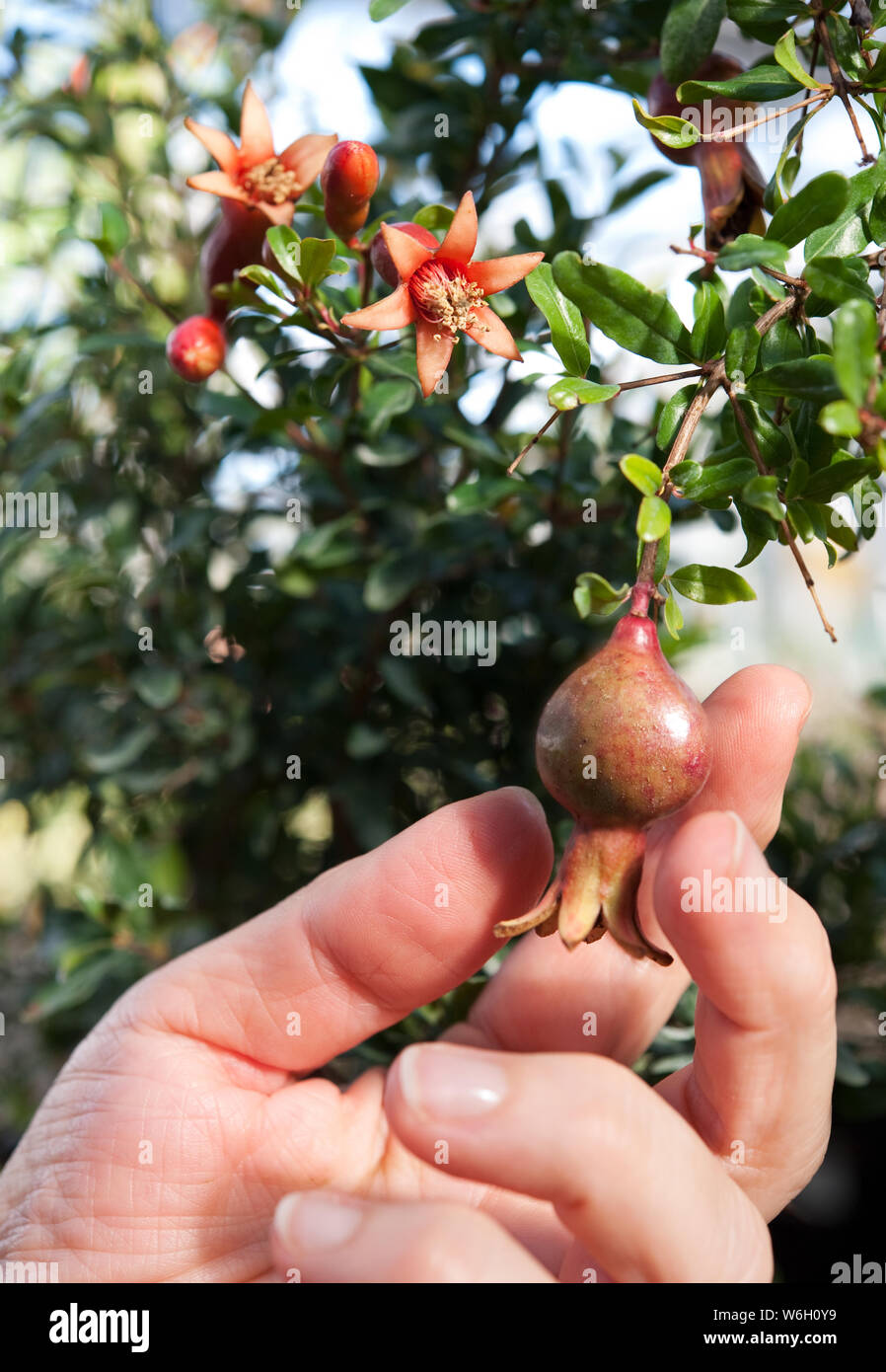 Ornamental Punica Granatum nana (fruit and flowers) on a tree. Stock Photo