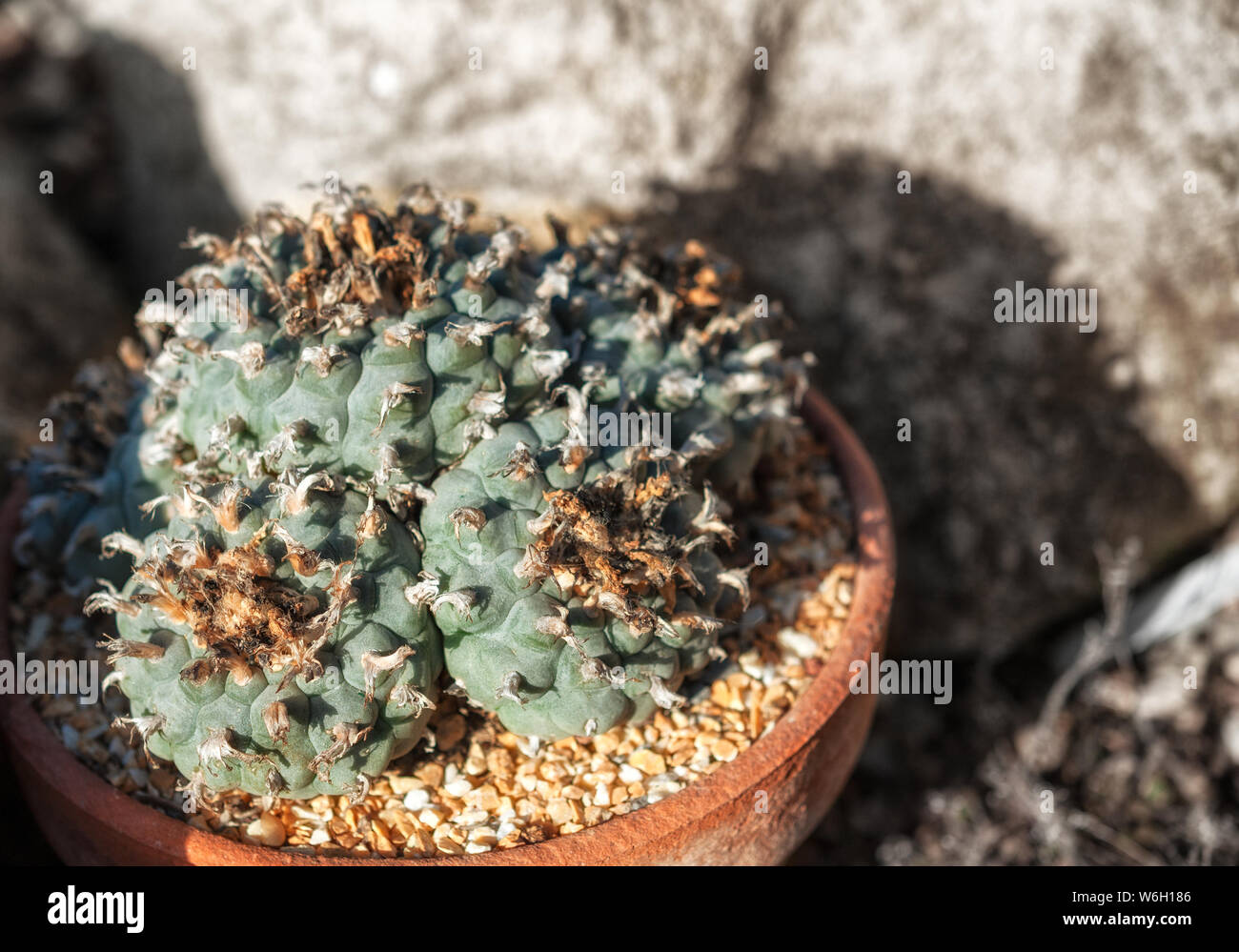 Lophophora williamsii or peyote is a small, spineless cactus with psychoactive alkaloids, particularly mescaline. Stock Photo