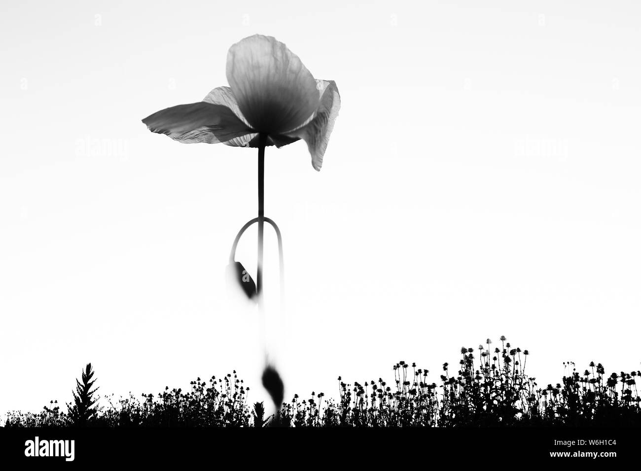 Opium flower field Black and White Stock Photos & Images - Alamy