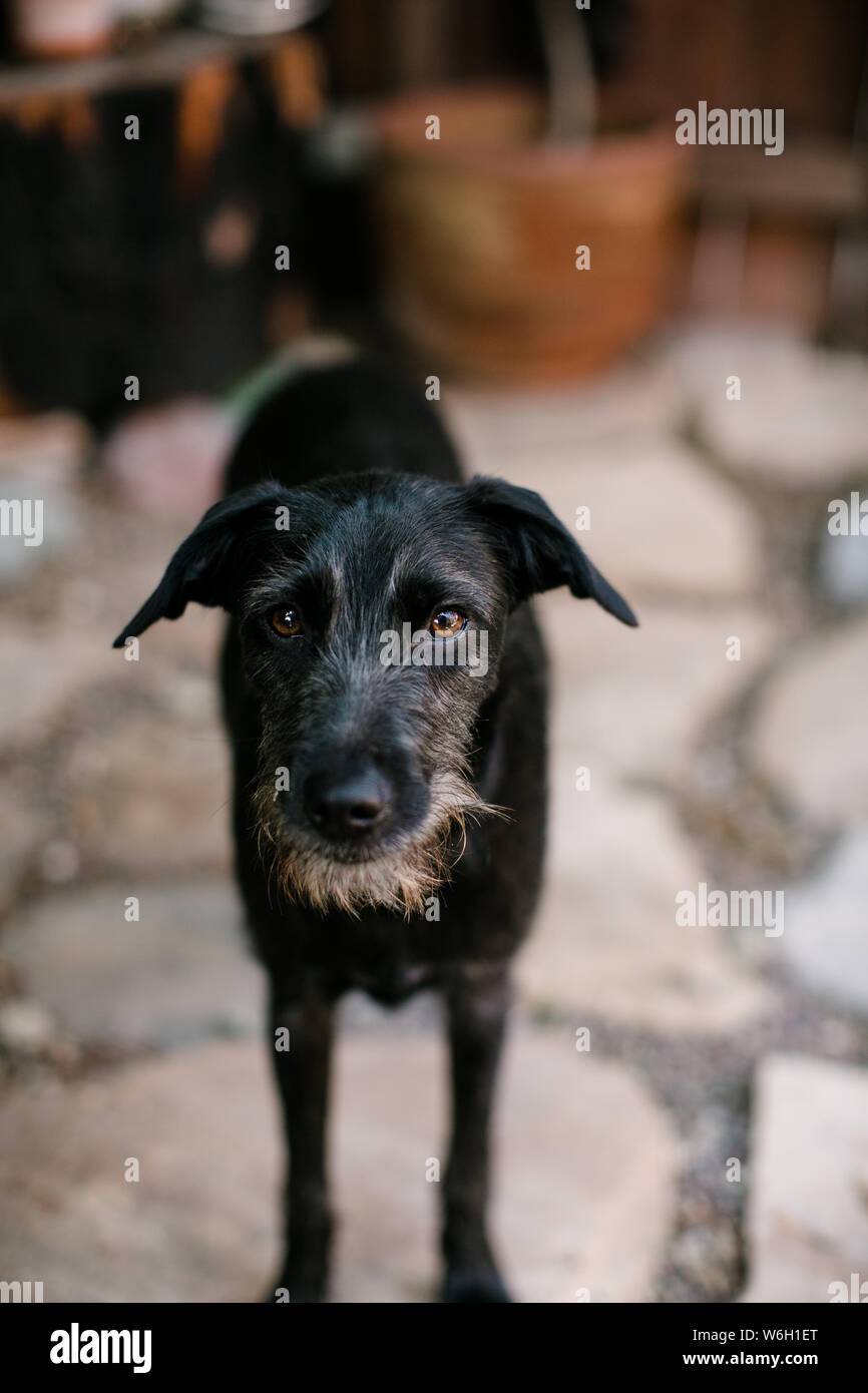 small black terrier mix