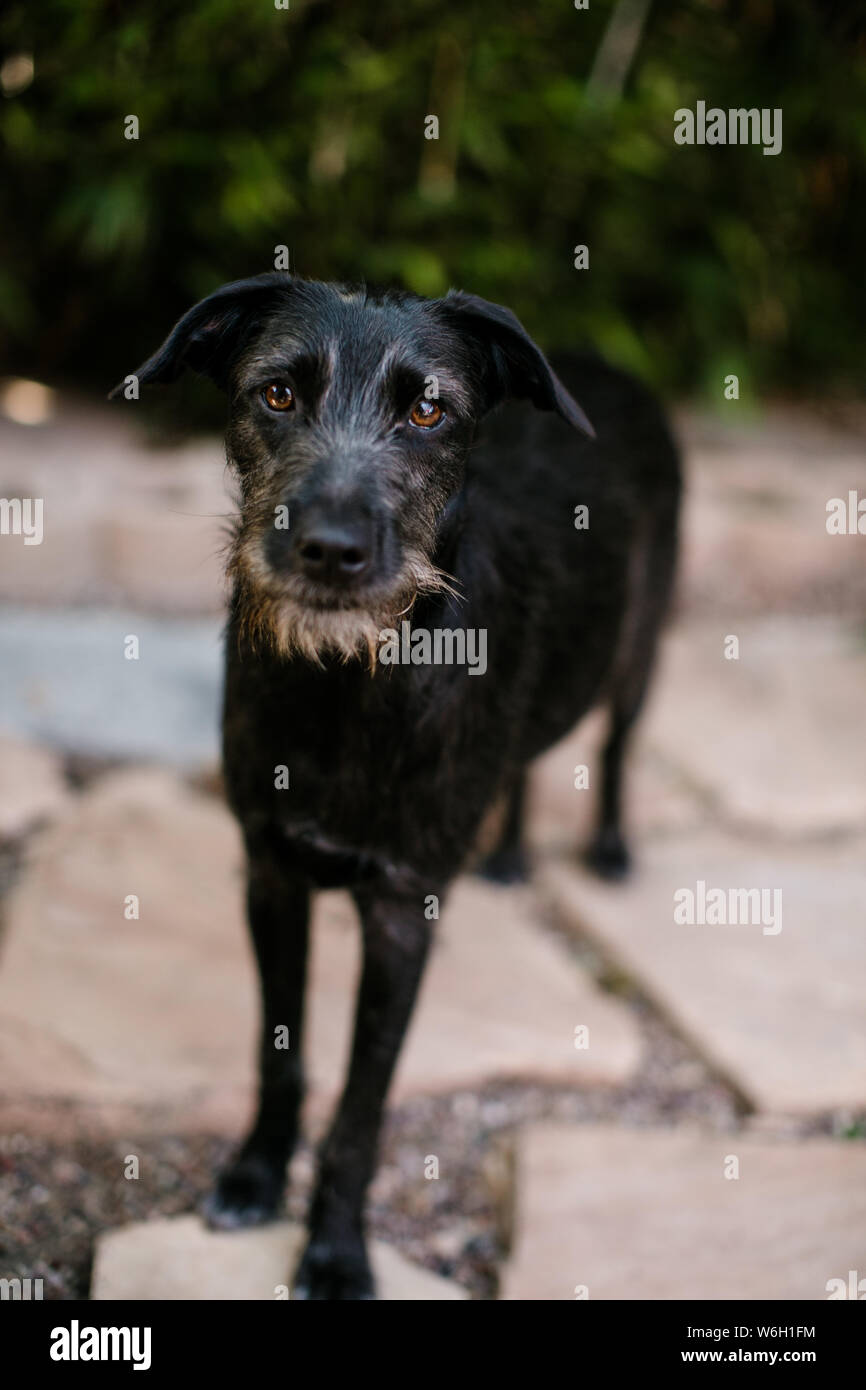 mix-ethnicity-family-with-dog-hi-res-stock-photography-and-images-alamy