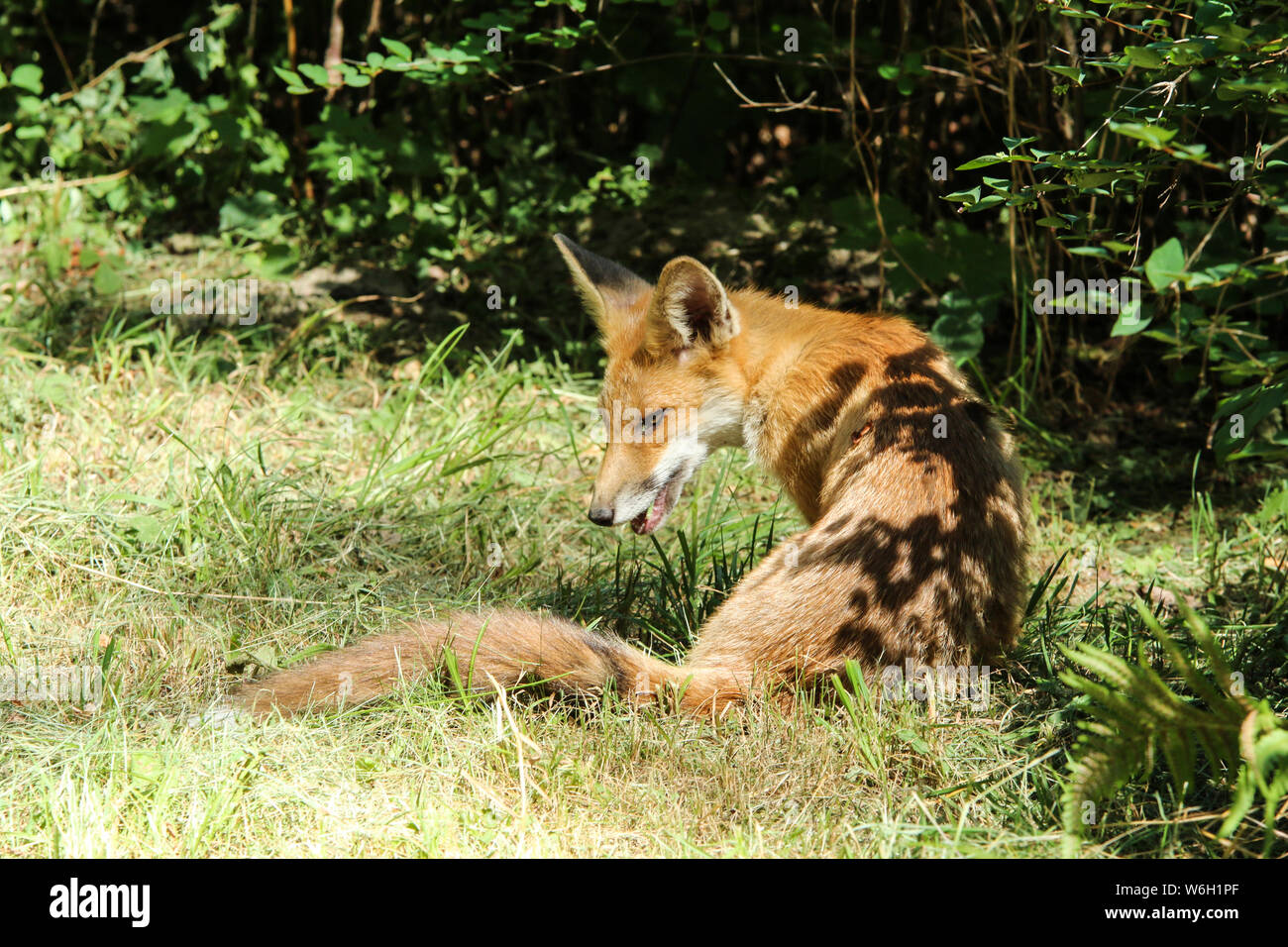 The thirsty or sick fox in the city park. Looking tired and dried. Stock Photo