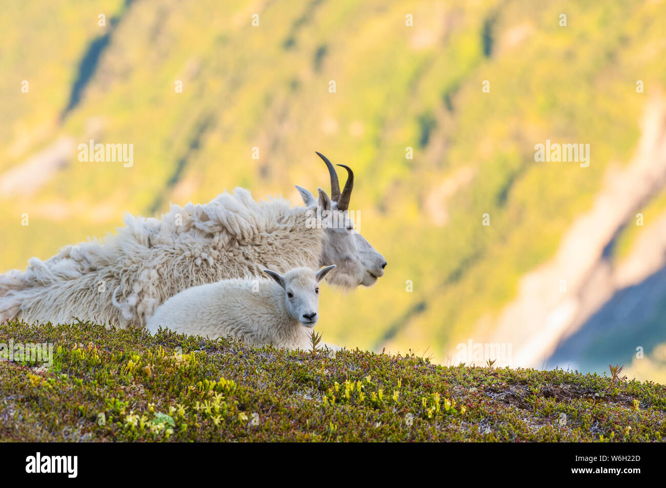 A Mountain goat (Oreamnos americanus) nanny with her kid lying on a hilltop in Kenai Fjords National Park on a sunny summer day Stock Photo