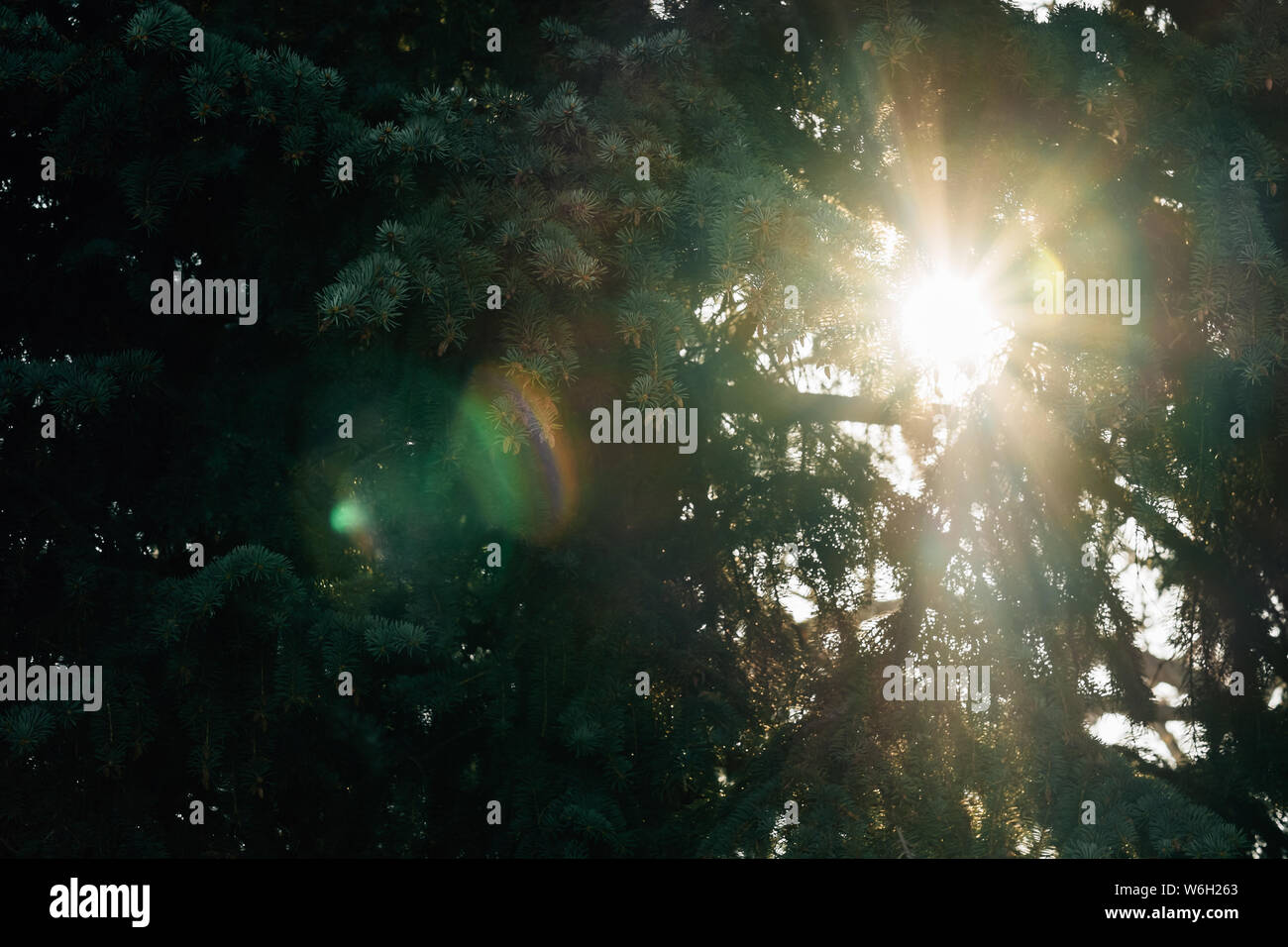 sunflare through evergreen trees Stock Photo