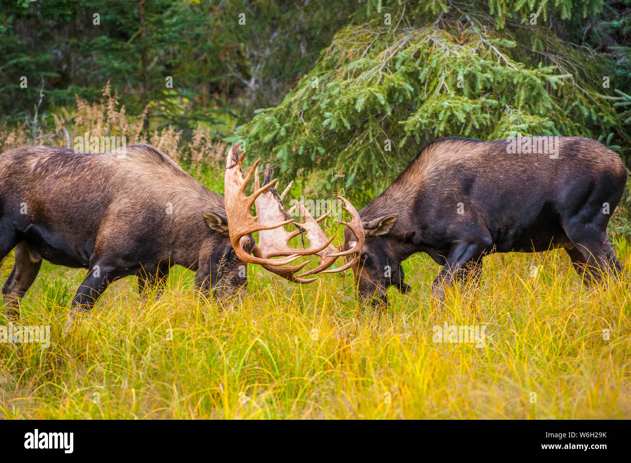 Two large bull Moose (Alces alces) are sparring in Kincade Park in Southwest Anchorage on a sunny autumn day Stock Photo