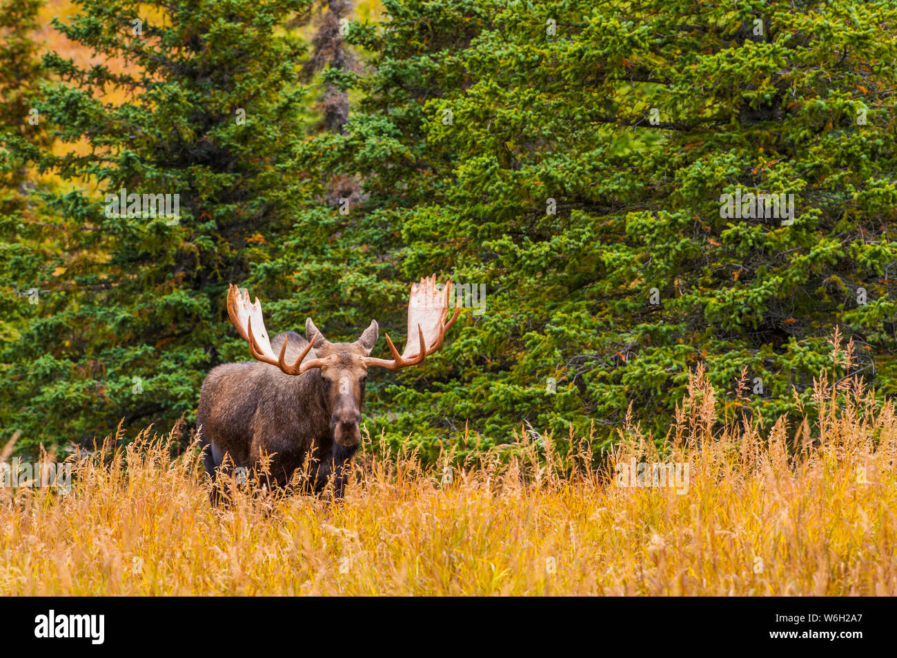 Large bull Moose (Alces alces) standing in brush near Powerline Pass in the Chugach State Park, near Anchorage in South-central Alaska on a sunny a... Stock Photo