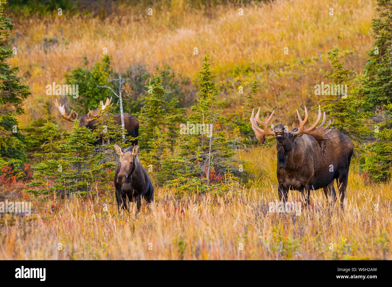 Two large bull Moose (Alces alces) standing in brush near a cow moose