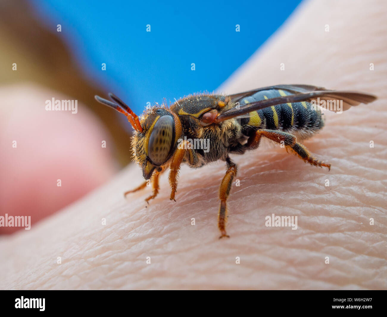 Detailed macro of a wild bee from Brazil, known locally as abelha cortadeira Stock Photo