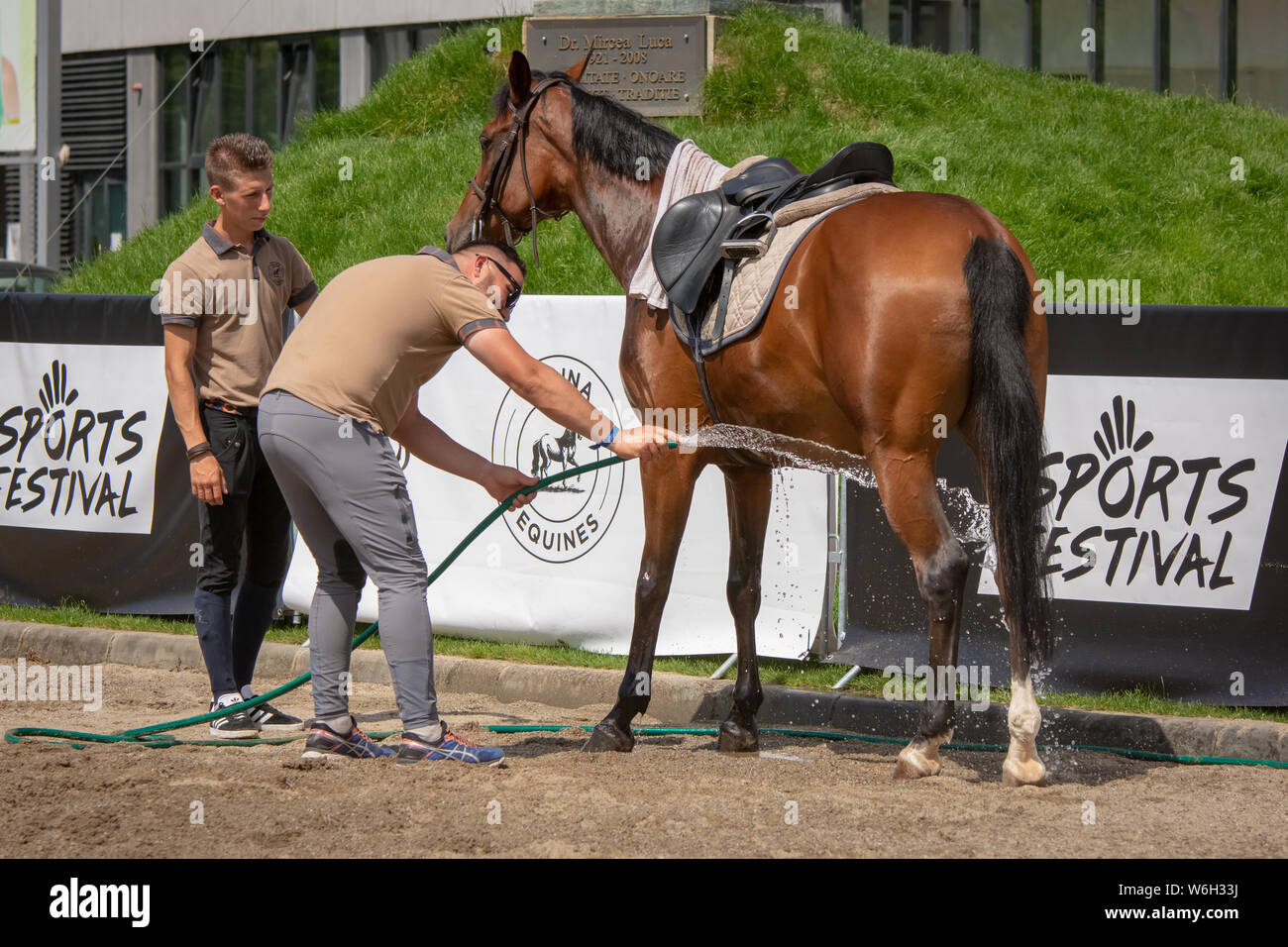 Horse cared after the race Stock Photo Alamy