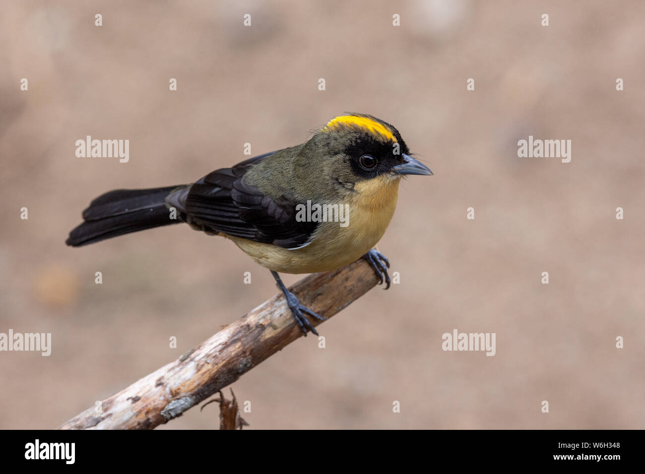 Black-goggled Tanager on a branch in Atlantic Rainforest biome Stock Photo