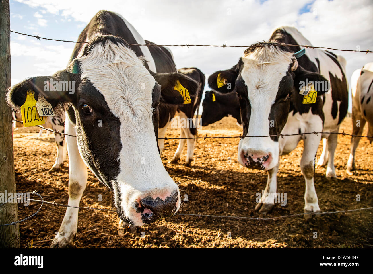 Two Holstein dairy cows curiously looking at the camera while standing in a corral with identification tags in their ears on a robotic dairy farm, ... Stock Photo